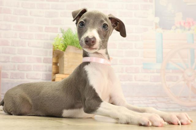 愛知県のイタリアングレーハウンド (Coo&RIKU名古屋滝ノ水店/2026年2月12日生まれ/女の子/ブルー)の子犬の2枚目の画像