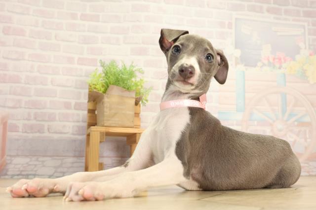 愛知県のイタリアングレーハウンド (Coo&RIKU名古屋滝ノ水店/2026年2月12日生まれ/女の子/ブルー)の子犬の3枚目の画像