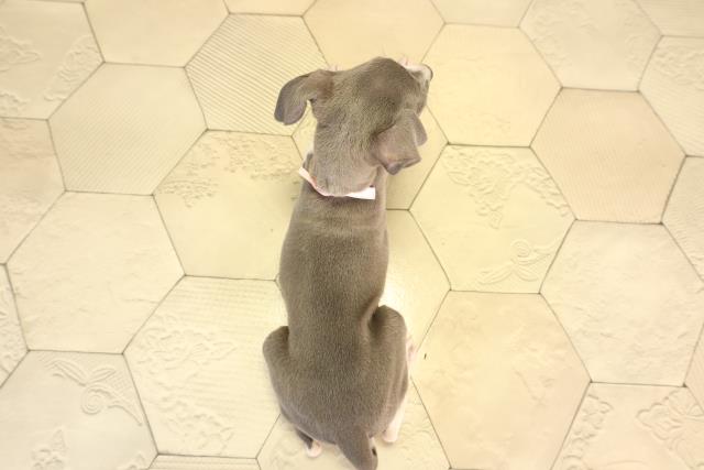 愛知県のイタリアングレーハウンド (Coo&RIKU名古屋滝ノ水店/2026年2月12日生まれ/女の子/ブルー)の子犬の4枚目の画像