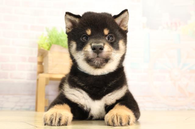 愛知県の豆柴 (Coo&RIKU豊田店/2026年2月14日生まれ/男の子/黒)の子犬の1枚目の画像