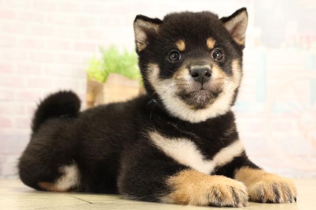 愛知県の豆柴 (Coo&RIKU豊田店/2026年2月14日生まれ/男の子/黒)の子犬の2枚目の画像