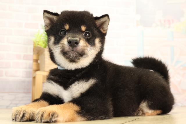 愛知県の豆柴 (Coo&RIKU豊田店/2026年2月14日生まれ/男の子/黒)の子犬の3枚目の画像