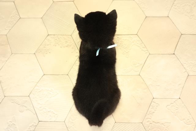 愛知県の豆柴 (Coo&RIKU豊田店/2026年2月14日生まれ/男の子/黒)の子犬の4枚目の画像