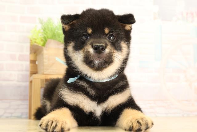 愛知県の豆柴 (Coo&RIKU半田店/2026年2月14日生まれ/男の子/黒)の子犬の1枚目の画像