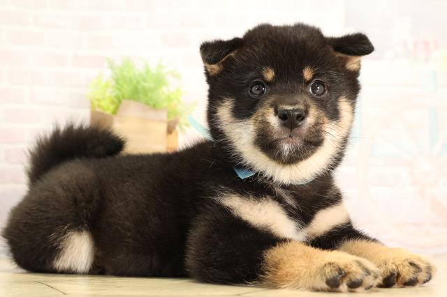 愛知県の豆柴 (Coo&RIKU半田店/2026年2月14日生まれ/男の子/黒)の子犬の2枚目の画像