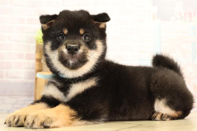 愛知県の豆柴 (Coo&RIKU半田店/2026年2月14日生まれ/男の子/黒)の子犬の3枚目の画像