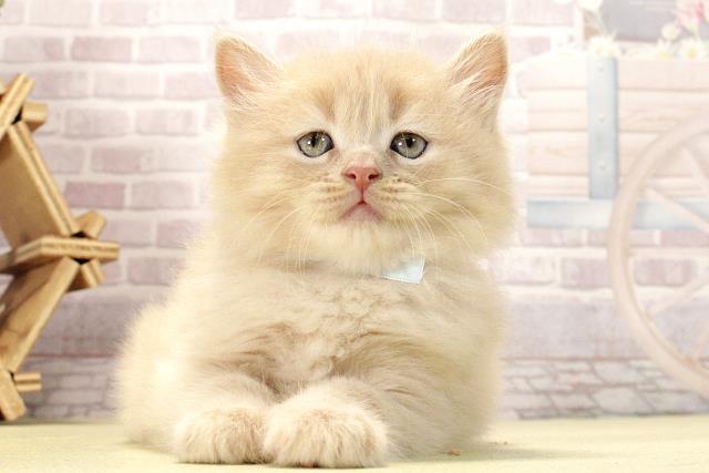 愛知県のサイベリアン (Coo&RIKU名古屋中川店/2026年2月15日生まれ/男の子/クリームタビー)の子猫の1枚目の画像