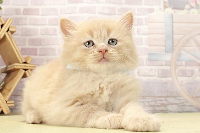 愛知県のサイベリアン (Coo&RIKU名古屋中川店/2026年2月15日生まれ/男の子/クリームタビー)の子猫の2枚目の画像