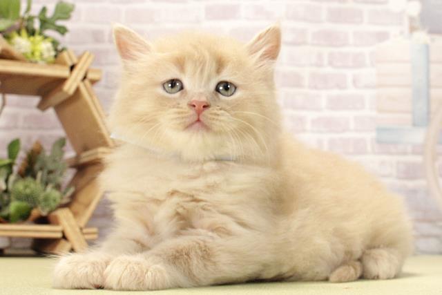 愛知県のサイベリアン (Coo&RIKU名古屋中川店/2026年2月15日生まれ/男の子/クリームタビー)の子猫の3枚目の画像