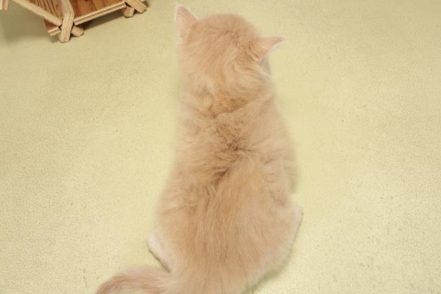 愛知県のサイベリアン (Coo&RIKU名古屋中川店/2026年2月15日生まれ/男の子/クリームタビー)の子猫の4枚目の画像