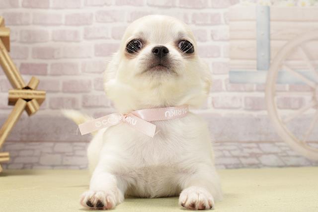 愛知県のチワワ(ロング) (Coo&RIKU豊橋店/2026年2月15日生まれ/女の子/クリームホワイト)の子犬