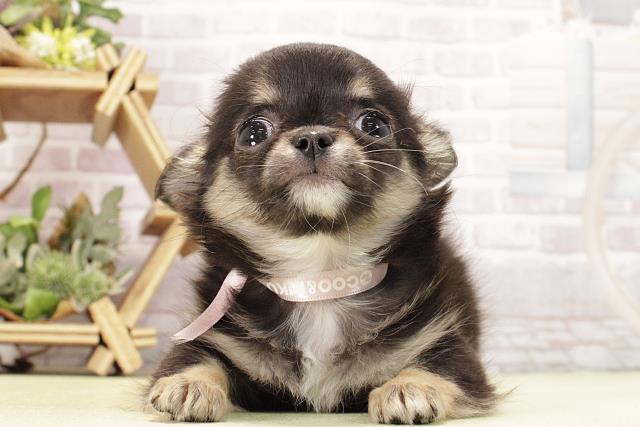 愛知県のチワワ(ロング) (Coo&RIKU半田店/2026年2月15日生まれ/女の子/ブラッククリーム)の子犬の1枚目の画像