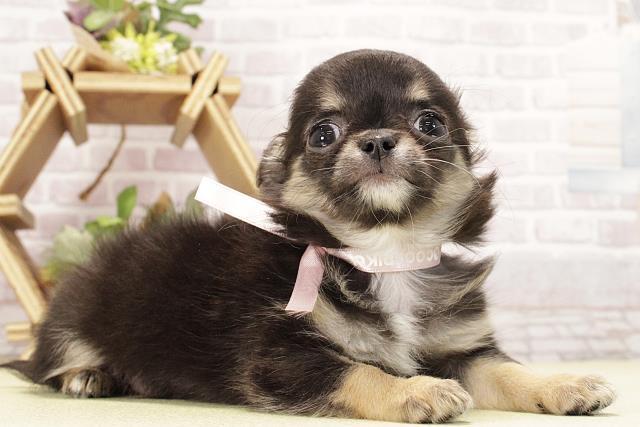 愛知県のチワワ(ロング) (Coo&RIKU半田店/2026年2月15日生まれ/女の子/ブラッククリーム)の子犬の2枚目の画像