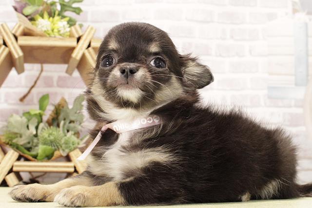 愛知県のチワワ(ロング) (Coo&RIKU半田店/2026年2月15日生まれ/女の子/ブラッククリーム)の子犬の3枚目の画像