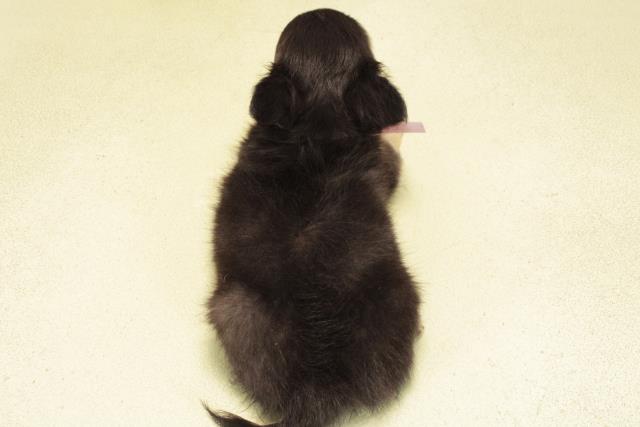 愛知県のチワワ(ロング) (Coo&RIKU半田店/2026年2月15日生まれ/女の子/ブラッククリーム)の子犬の4枚目の画像