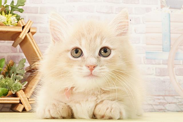 愛知県のマンチカン (Coo&RIKU岡崎店/2026年2月12日生まれ/女の子/クリームタビー)の子猫の1枚目の画像