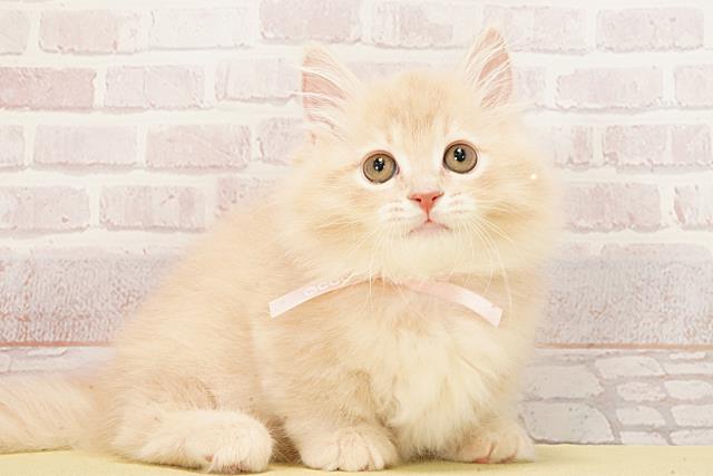 愛知県のマンチカン (Coo&RIKU岡崎店/2026年2月12日生まれ/女の子/クリームタビー)の子猫の2枚目の画像