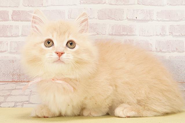 愛知県のマンチカン (Coo&RIKU岡崎店/2026年2月12日生まれ/女の子/クリームタビー)の子猫の3枚目の画像