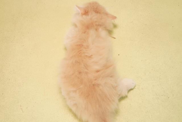 愛知県のマンチカン (Coo&RIKU岡崎店/2026年2月12日生まれ/女の子/クリームタビー)の子猫の4枚目の画像