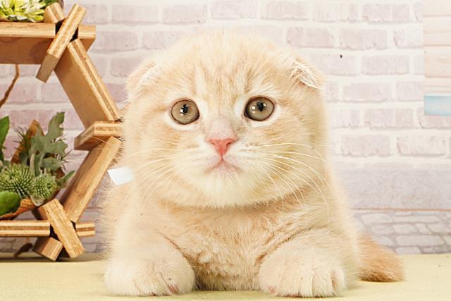 三重県のスコティッシュフォールド (Coo&RIKU津高茶屋店/2026年2月9日生まれ/男の子/クリームタビー)の子猫の1枚目の画像