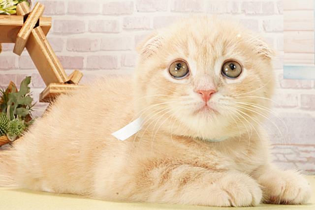 三重県のスコティッシュフォールド (Coo&RIKU津高茶屋店/2026年2月9日生まれ/男の子/クリームタビー)の子猫の2枚目の画像