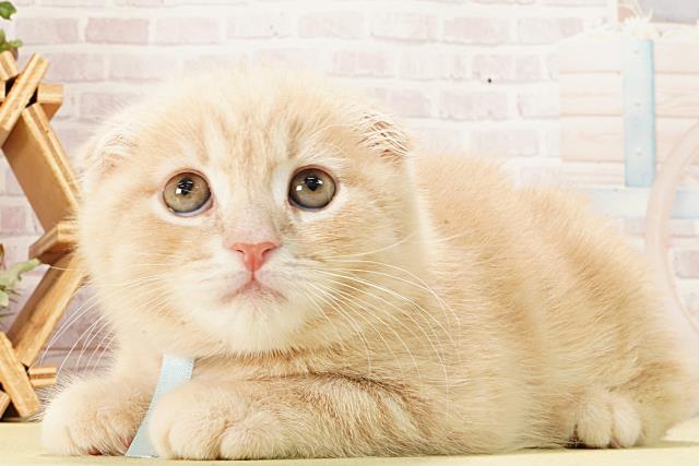 三重県のスコティッシュフォールド (Coo&RIKU津高茶屋店/2026年2月9日生まれ/男の子/クリームタビー)の子猫の3枚目の画像