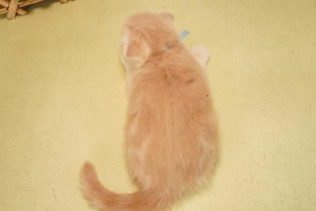 三重県のスコティッシュフォールド (Coo&RIKU津高茶屋店/2026年2月9日生まれ/男の子/クリームタビー)の子猫の4枚目の画像