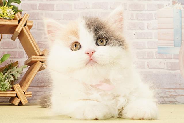 愛知県のスコティッシュフォールド (Coo&RIKU豊橋店/2026年2月15日生まれ/女の子/ブルーパッチドタビーホワイトバン)の子猫の1枚目の画像