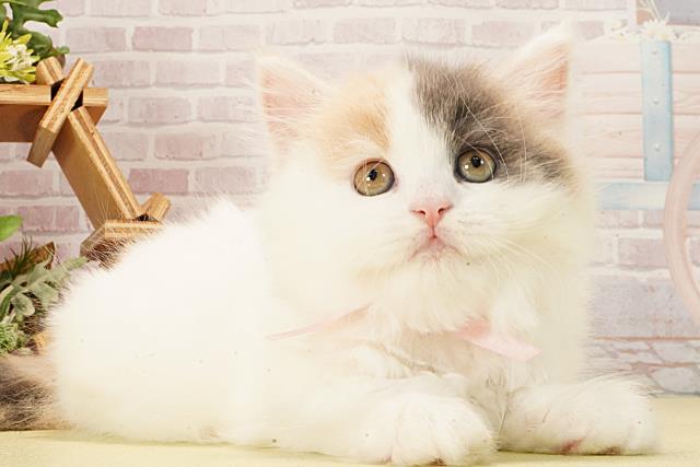 愛知県のスコティッシュフォールド (Coo&RIKU豊橋店/2026年2月15日生まれ/女の子/ブルーパッチドタビーホワイトバン)の子猫の2枚目の画像