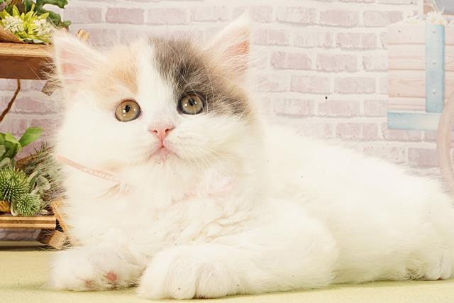 愛知県のスコティッシュフォールド (Coo&RIKU豊橋店/2026年2月15日生まれ/女の子/ブルーパッチドタビーホワイトバン)の子猫の3枚目の画像