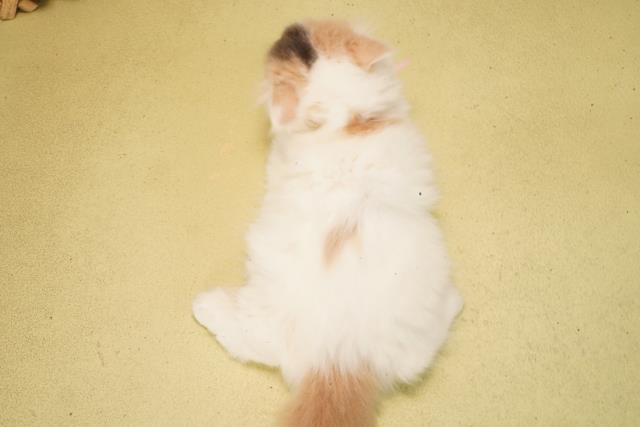 愛知県のスコティッシュフォールド (Coo&RIKU豊橋店/2026年2月15日生まれ/女の子/ブルーパッチドタビーホワイトバン)の子猫の4枚目の画像