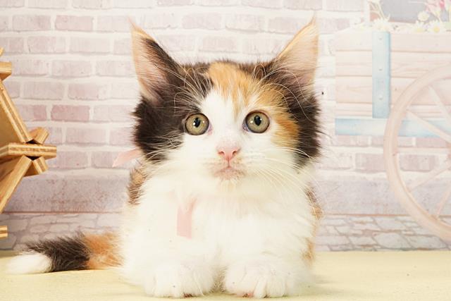 愛知県のメインクーン (Coo&RIKU岡崎店/2026年2月11日生まれ/女の子/ブラウンパッチドタビーホワイト)の子猫の1枚目の画像