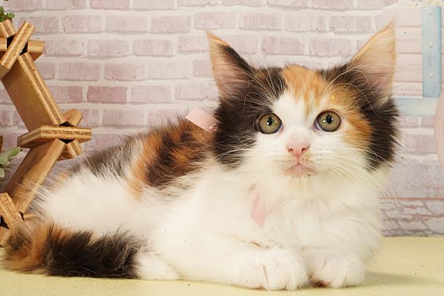 愛知県のメインクーン (Coo&RIKU岡崎店/2026年2月11日生まれ/女の子/ブラウンパッチドタビーホワイト)の子猫の2枚目の画像