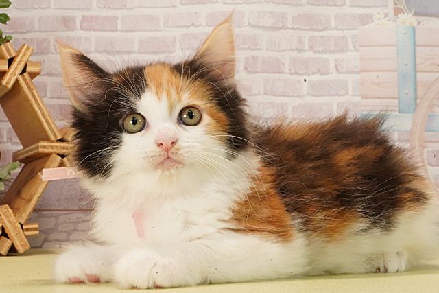 愛知県のメインクーン (Coo&RIKU岡崎店/2026年2月11日生まれ/女の子/ブラウンパッチドタビーホワイト)の子猫の3枚目の画像