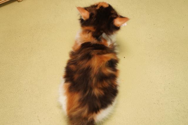 愛知県のメインクーン (Coo&RIKU岡崎店/2026年2月11日生まれ/女の子/ブラウンパッチドタビーホワイト)の子猫の4枚目の画像