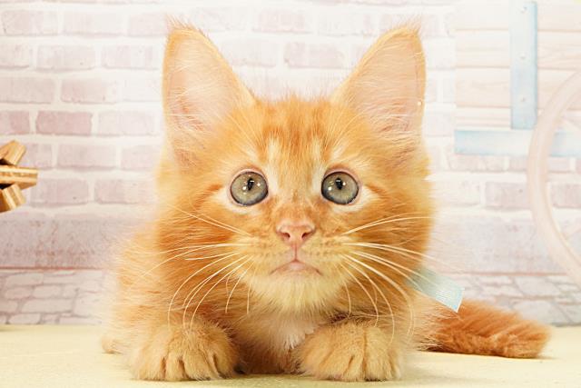 愛知県のメインクーン (Coo&RIKU瀬港線守山店/2026年2月11日生まれ/男の子/レッドタビー)の子猫の1枚目の画像