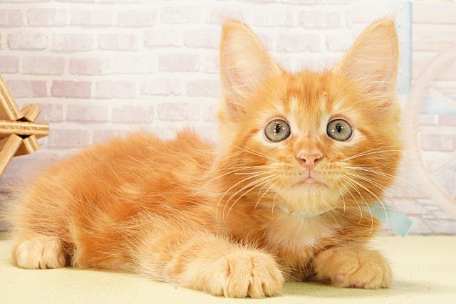 愛知県のメインクーン (Coo&RIKU瀬港線守山店/2026年2月11日生まれ/男の子/レッドタビー)の子猫の2枚目の画像