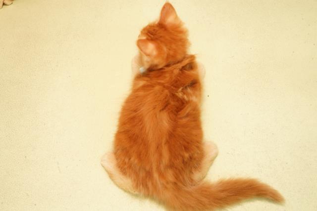 愛知県のメインクーン (Coo&RIKU瀬港線守山店/2026年2月11日生まれ/男の子/レッドタビー)の子猫の4枚目の画像