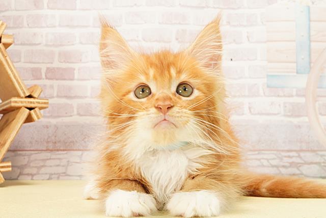 愛知県のメインクーン (Coo&RIKU半田店/2026年2月11日生まれ/男の子/レッドタビーホワイト)の子猫の1枚目の画像