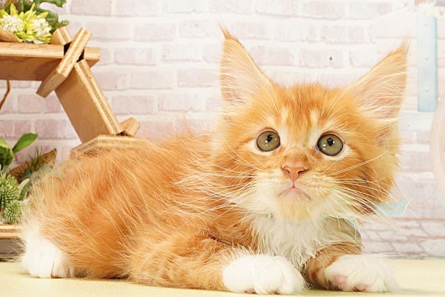 愛知県のメインクーン (Coo&RIKU半田店/2026年2月11日生まれ/男の子/レッドタビーホワイト)の子猫の2枚目の画像