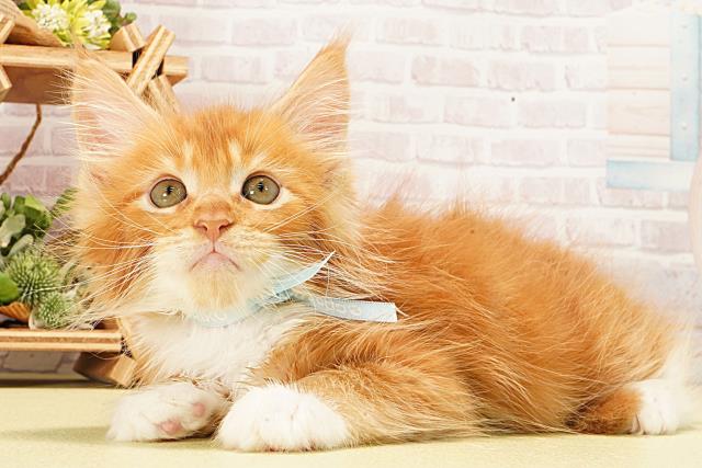 愛知県のメインクーン (Coo&RIKU半田店/2026年2月11日生まれ/男の子/レッドタビーホワイト)の子猫の3枚目の画像