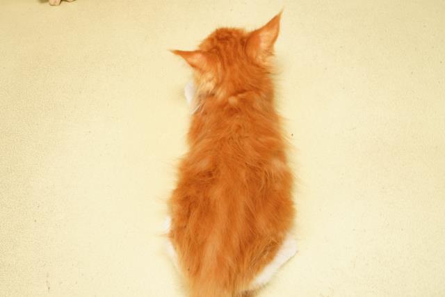 愛知県のメインクーン (Coo&RIKU半田店/2026年2月11日生まれ/男の子/レッドタビーホワイト)の子猫の4枚目の画像