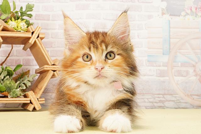 三重県のメインクーン (Coo&RIKU津高茶屋店/2026年2月11日生まれ/女の子/ブラウンパッチドタビーホワイト)の子猫の1枚目の画像