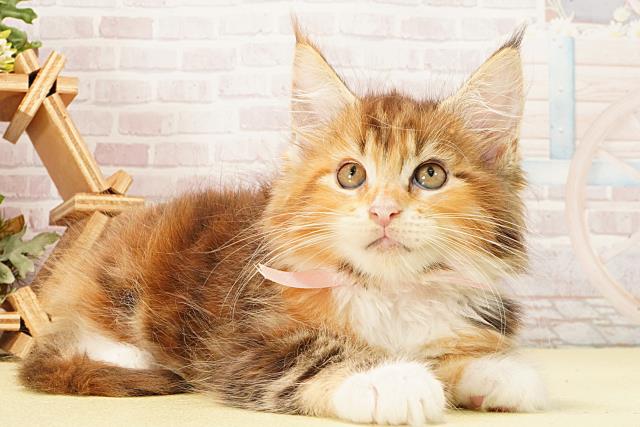 三重県のメインクーン (Coo&RIKU津高茶屋店/2026年2月11日生まれ/女の子/ブラウンパッチドタビーホワイト)の子猫の2枚目の画像