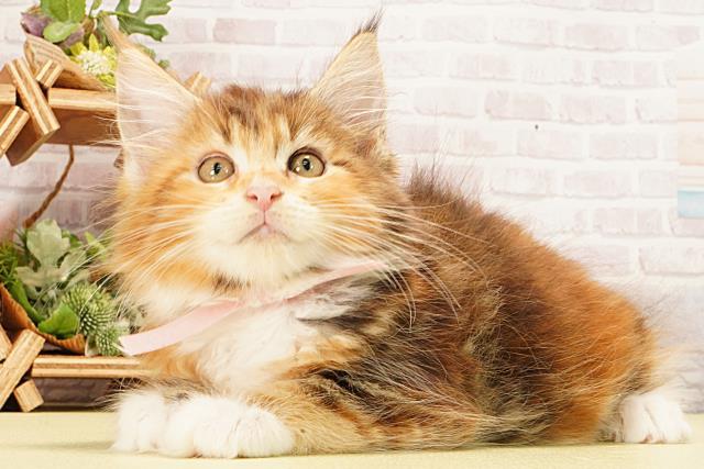 三重県のメインクーン (Coo&RIKU津高茶屋店/2026年2月11日生まれ/女の子/ブラウンパッチドタビーホワイト)の子猫の3枚目の画像