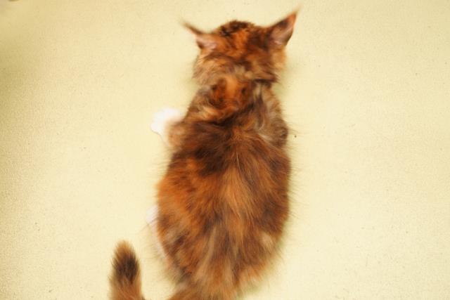 三重県のメインクーン (Coo&RIKU津高茶屋店/2026年2月11日生まれ/女の子/ブラウンパッチドタビーホワイト)の子猫の4枚目の画像