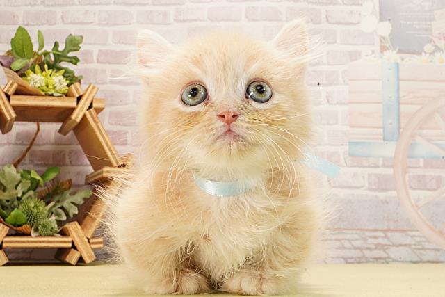 三重県のミヌエット (Coo&RIKU津高茶屋店/2026年2月8日生まれ/男の子/クリームタビー)の子猫の1枚目の画像