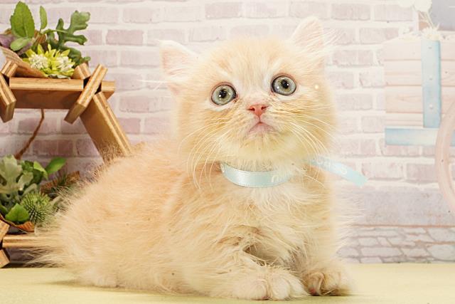 三重県のミヌエット (Coo&RIKU津高茶屋店/2026年2月8日生まれ/男の子/クリームタビー)の子猫の2枚目の画像