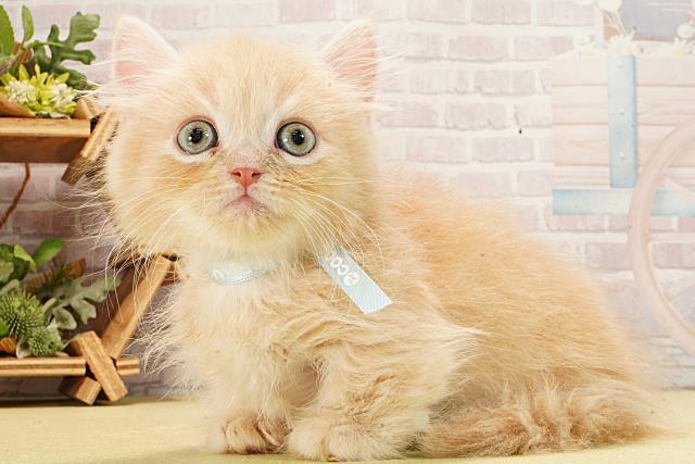 三重県のミヌエット (Coo&RIKU津高茶屋店/2026年2月8日生まれ/男の子/クリームタビー)の子猫の3枚目の画像