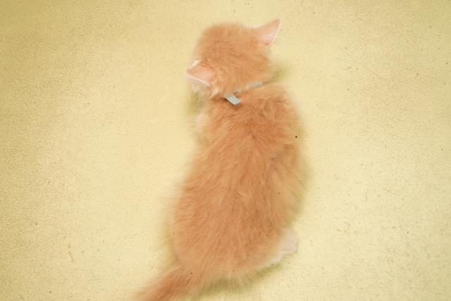 三重県のミヌエット (Coo&RIKU津高茶屋店/2026年2月8日生まれ/男の子/クリームタビー)の子猫の4枚目の画像